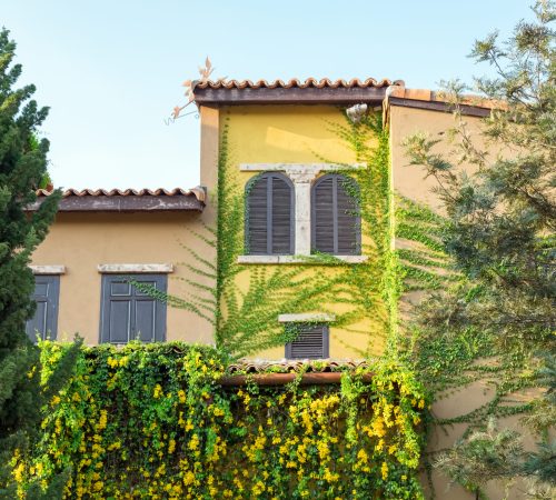 Architecture building antique ivy vine cover